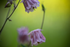 Blumen-1-von-6