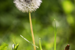 Blumen-2-von-2