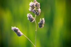 Blumen-32-von-58