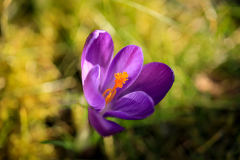 Blumen-3313