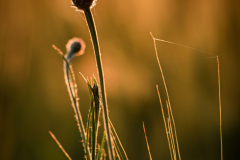 Blumen-34-von-58
