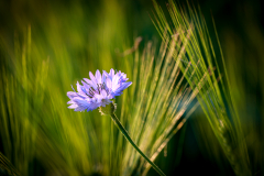 Blumen-39-von-58