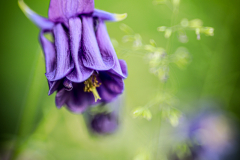 Blumen-4-von-6