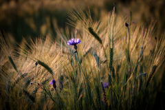 Blumen-51-von-58