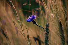 Blumen-53-von-58
