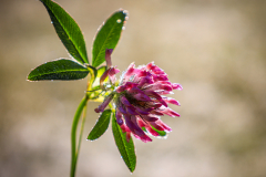 Hinang_Besler-14-von-123