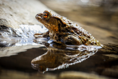 Frosch-11