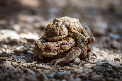 Frosch-2