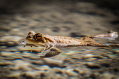 Frosch-6