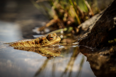 Frosch-8