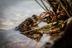 Frosch-9
