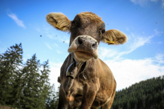Hinang_Besler-32-von-123