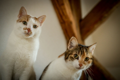 Yogacats-3-von-124
