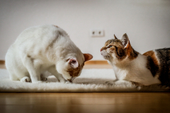 Yogacats-37-von-124