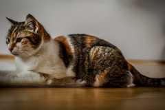 Yogacats-38-von-124